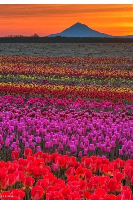 flower, beauty in nature, freshness, nature, growth, red, tranquil scene, scenics, tranquility, field, landscape, fragility, abundance, orange color, plant, blooming, mountain, petal, idyllic, sunset