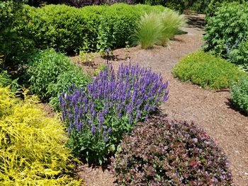 Purple flowering plants