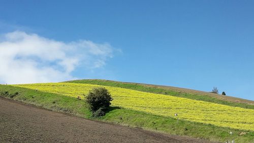 Scenic view of agricultural field against sky