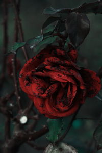 Close-up of wilted rose