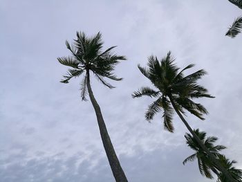 Low angle view of palm tree against sky