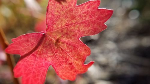 Close-up of maple leaf during autumn