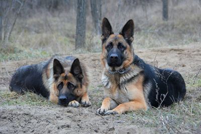 Portrait of dog