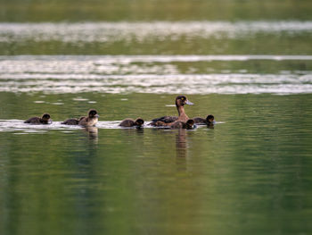 Birds in lake
