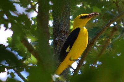 Low angle view of bird perching on tree