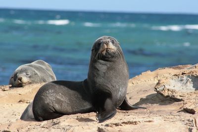 Seal relaxing on rocks against sea