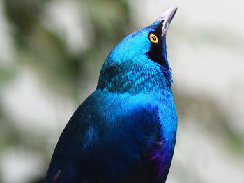 Close-up of a bird