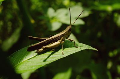 Close-up of grasshopper on leaf