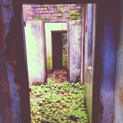 Plant growing in old house