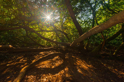 Sunlight streaming through trees in forest