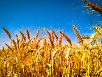 Close-up of wheat field against clear blue sky