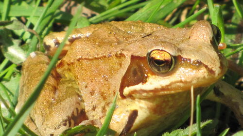 Close-up of frog