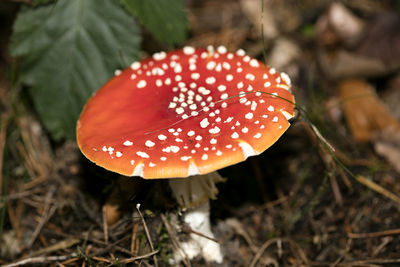 Close-up of fly agaric mushroom on field