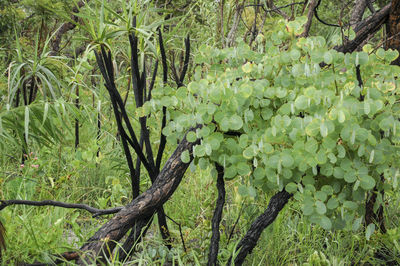 Full frame shot of fresh green leaves on field in forest