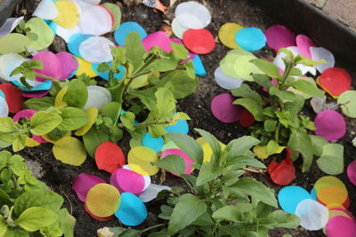 High angle view of multi colored flowers