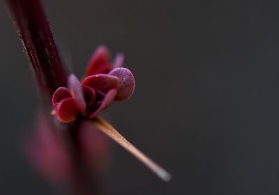 Close-up of pink flower bud against black background