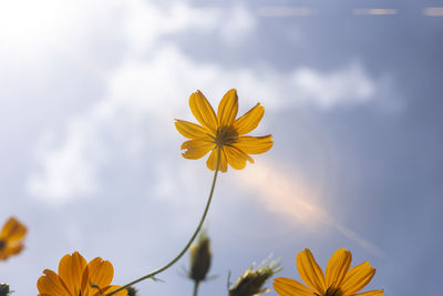 Low angle view of yellow flowering plant against sky