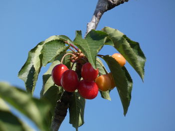 Low angle view of cherries growing on tree against sky