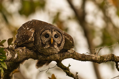 Close-up of an animal