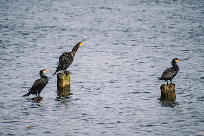 Ducks on a lake