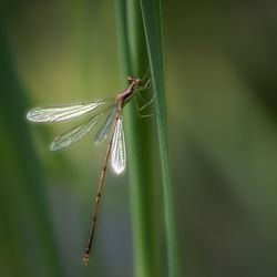 Close-up of dragonfly on grass