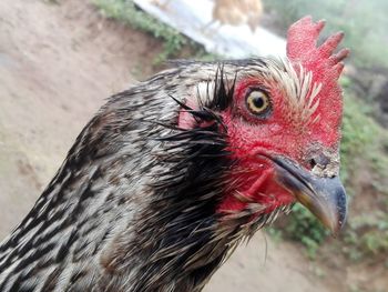 Close-up of rooster