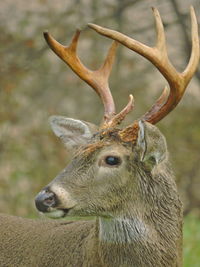 Close-up of deer