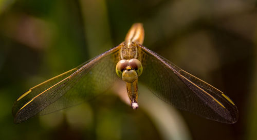 Close-up of dragon fly on plant