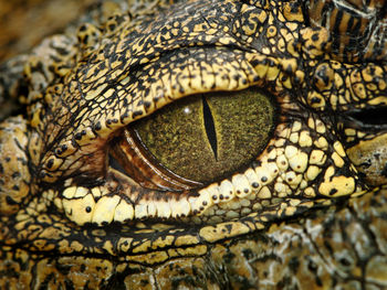 Close-up portrait of snake