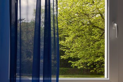 Trees and plants seen through glass window