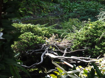 Close-up of plants growing in forest