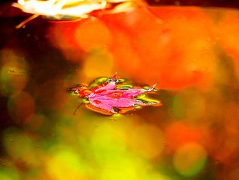 Close-up of insect on red flower