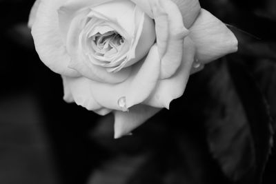 Close-up of rose blooming outdoors