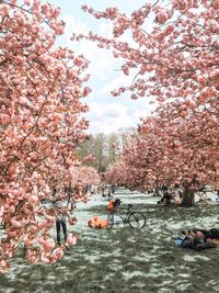 Pink cherry blossoms against sky