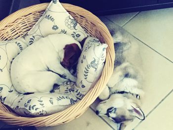 Dog sleeping on the ground