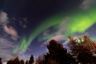 Low angle view of trees against sky at night