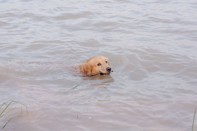 High angle view of dog swimming in sea