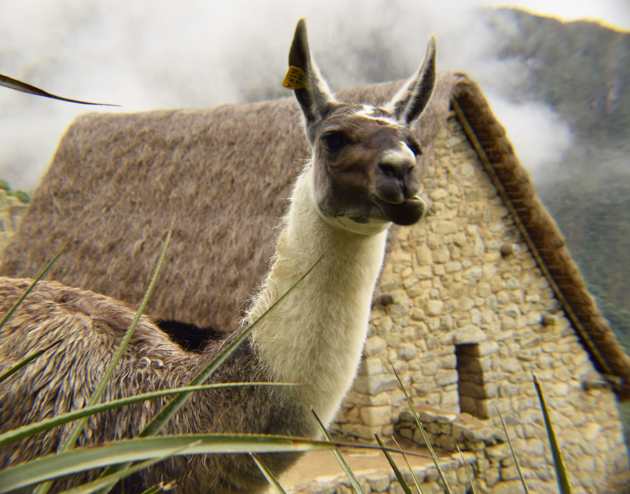 Llama peru