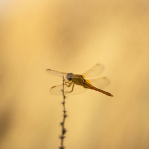 Close-up of a dragonfly 