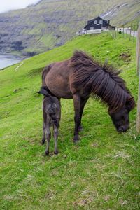 Horse grazing in a field