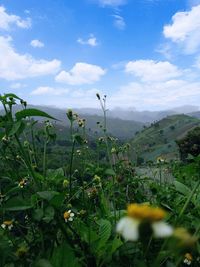 Scenic view of grassy field against sky