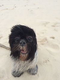 High angle portrait of wet dog on beach