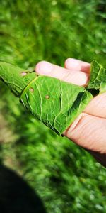Close-up of fresh green leaves