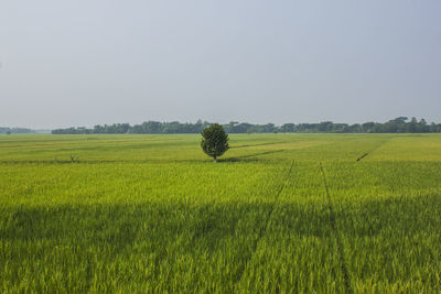 A green paddy field in khulna, bangladesh.