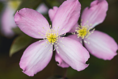 Close-up of white flower