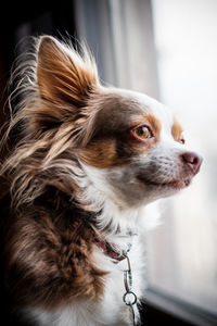 Close-up of a dog looking away