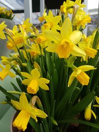 Close-up of yellow daffodil blooming outdoors