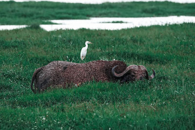 View of two birds on land