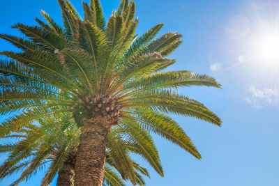 Lush palm trees on bright sun and blue sky background