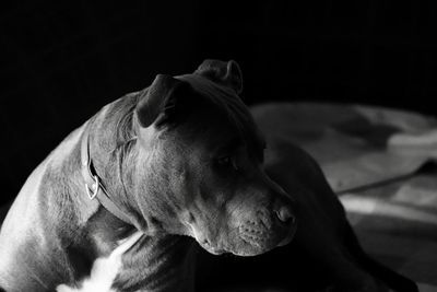 Close-up of dog looking away